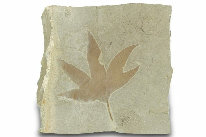 Fossil Sycamore (Macginitiea) Leaf - Utah #323298